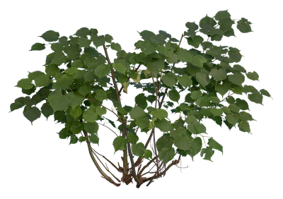 bushes s 019 — Скачать