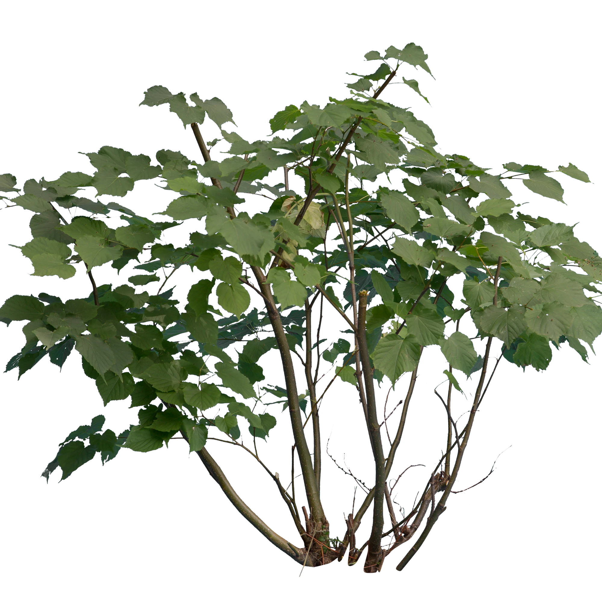 bushes s 020 — Descargar