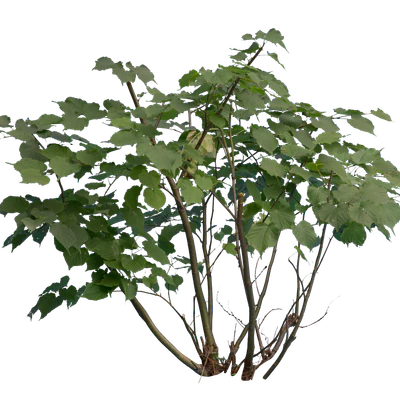 bushes s 020 — Descargar