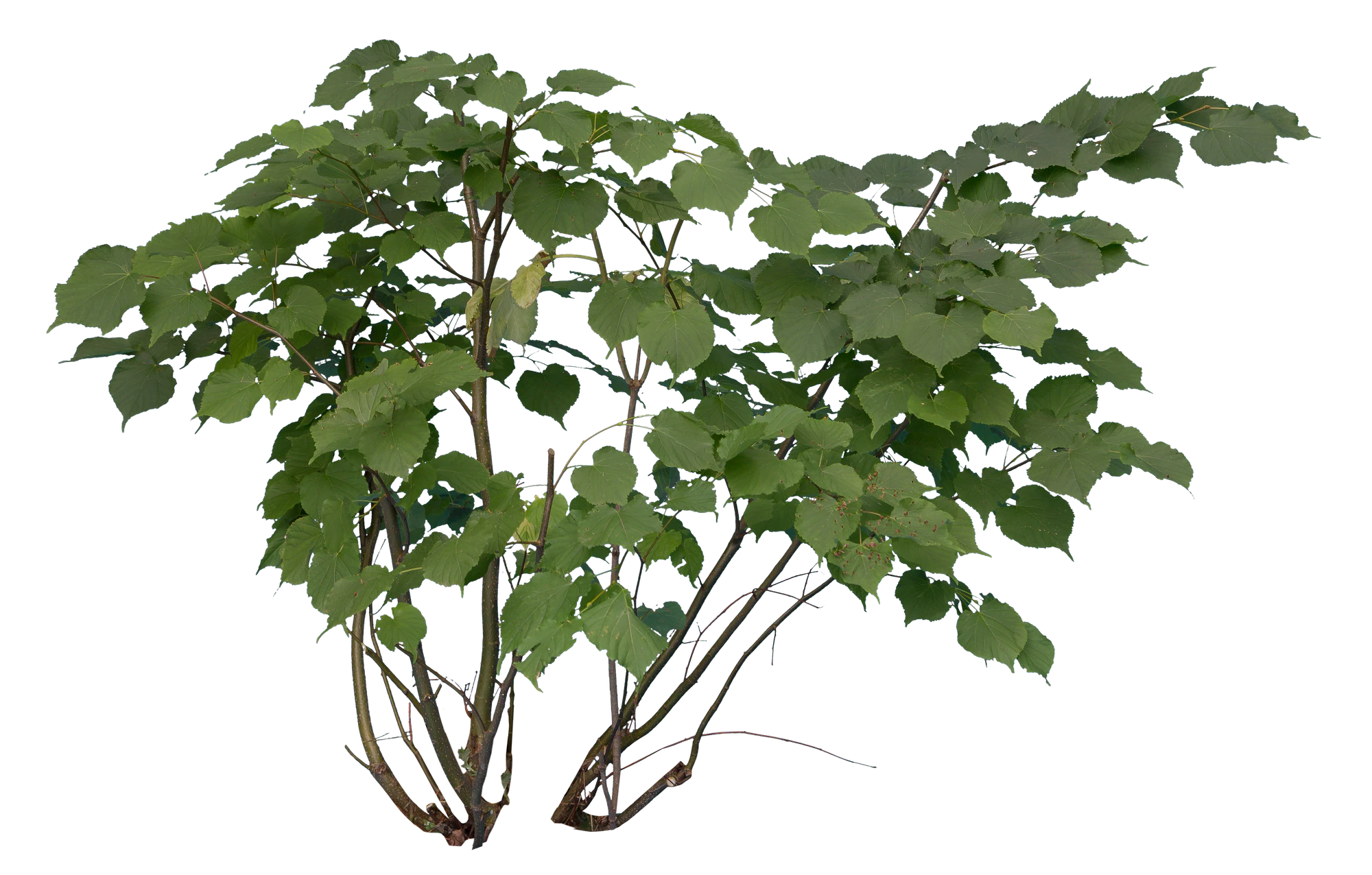 bushes s 021 — Скачать
