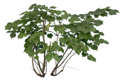 bushes s 021 — Скачать