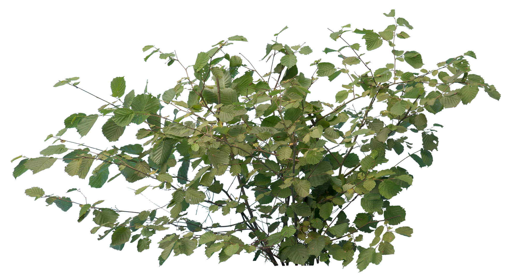 bushes s 023 — Descargar