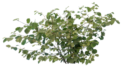 bushes s 023 — Descargar