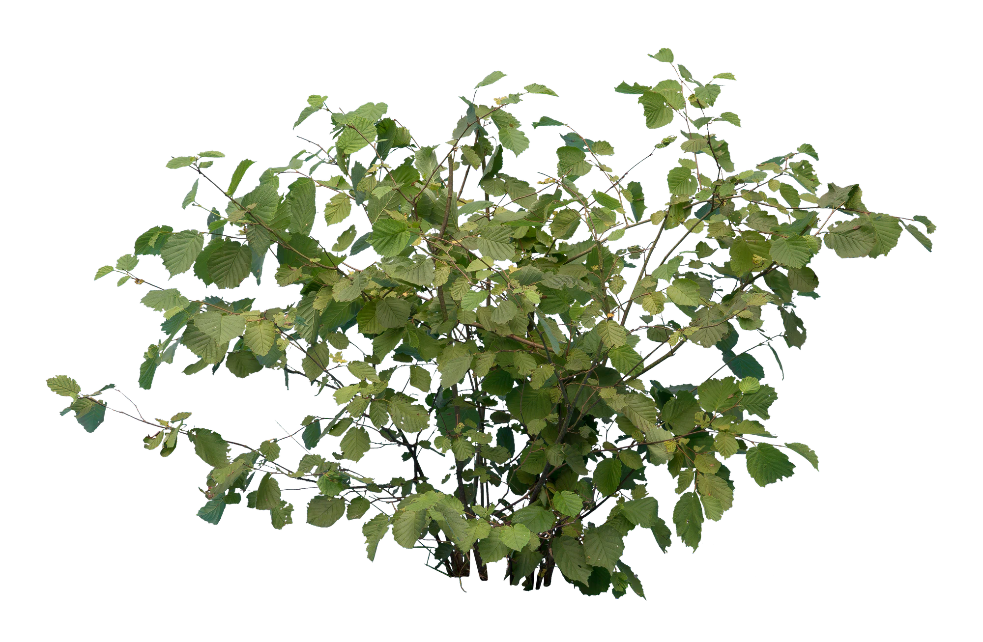 bushes s 024 — Скачать