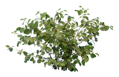 bushes s 024 — Скачать