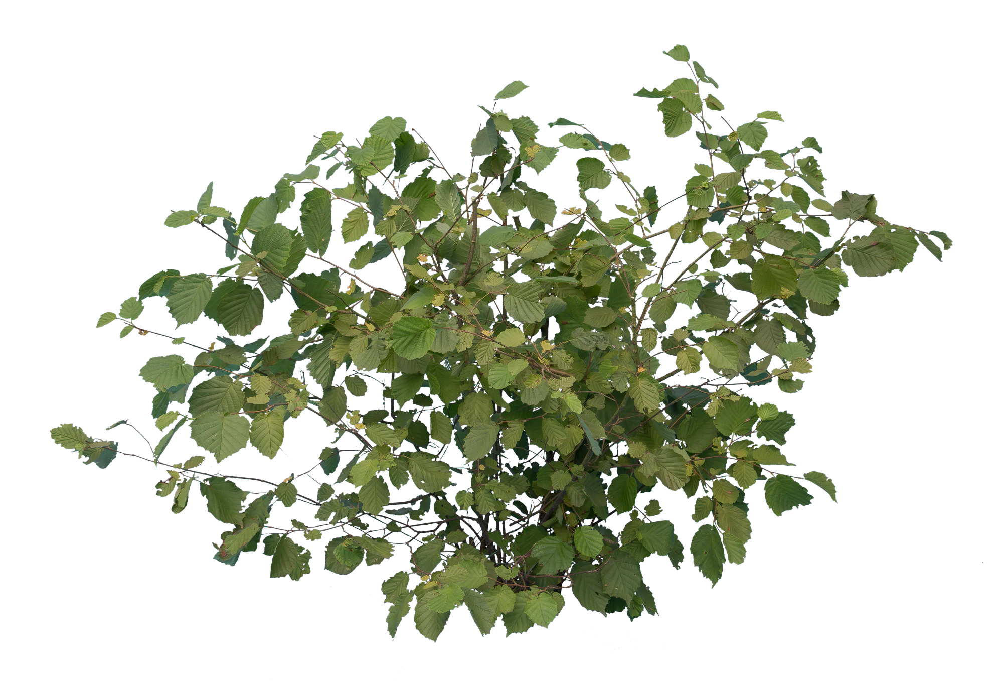 bushes s 025 — Descargar
