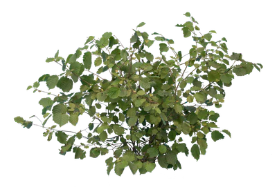 bushes s 025 — Descargar