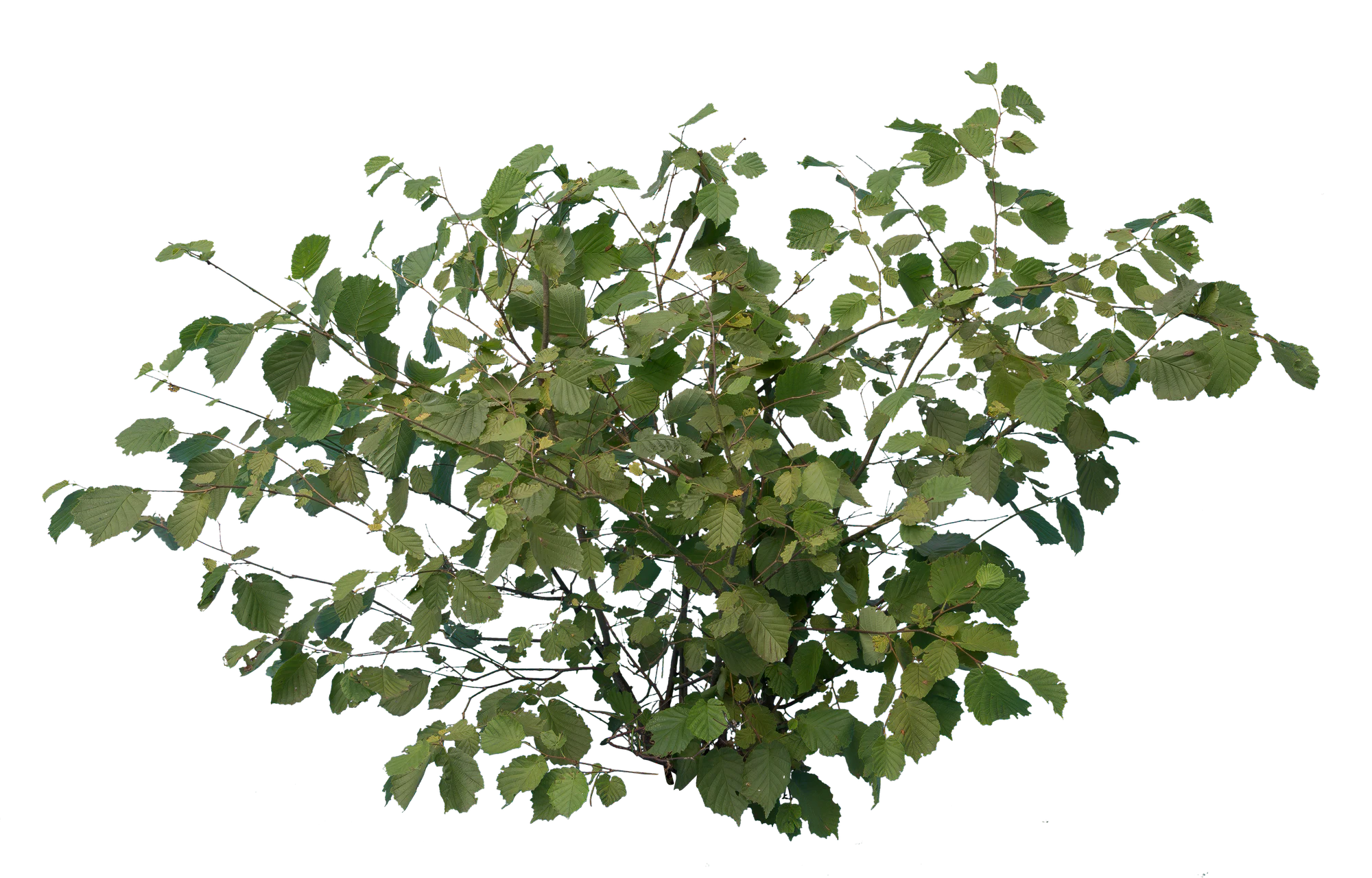bushes s 026 — Скачать