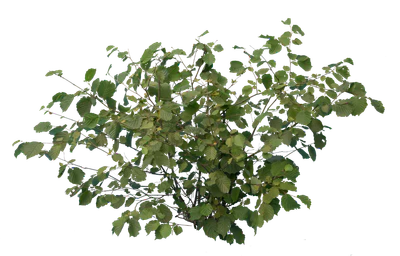 bushes s 026 — Скачать