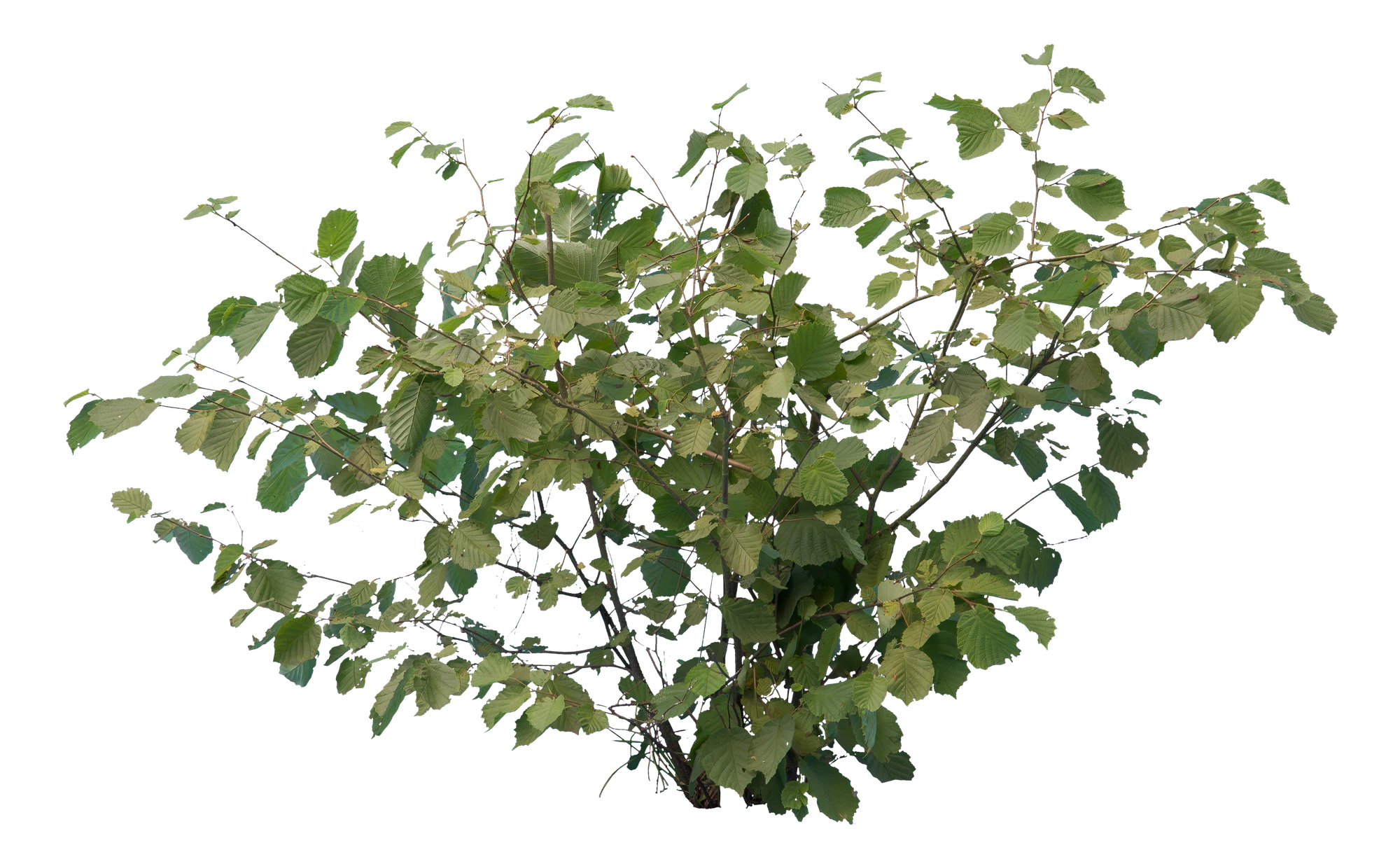 bushes s 027 — Descargar