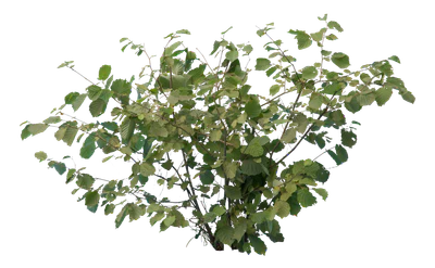 bushes s 027 — Descargar