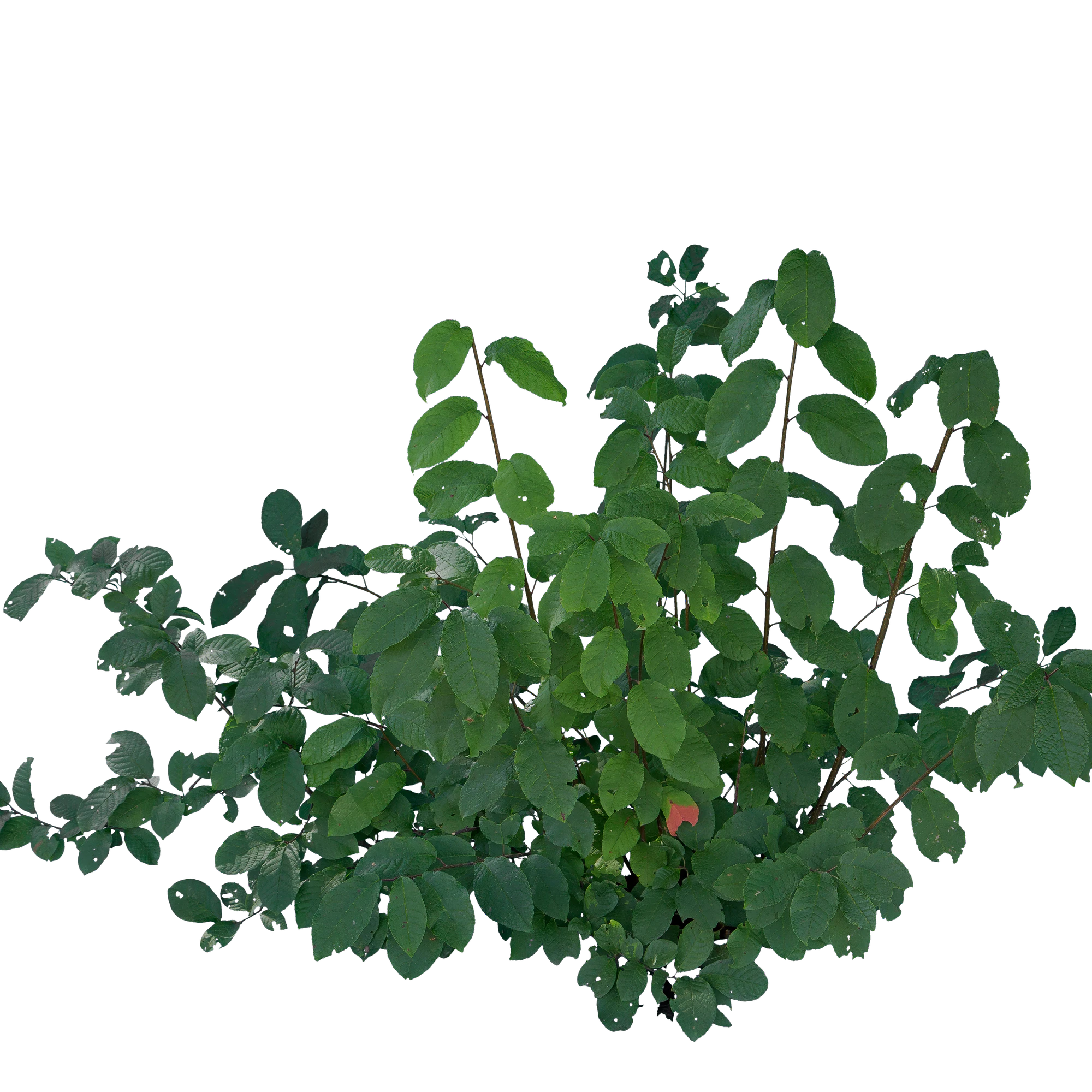 bushes s 028 — Descargar