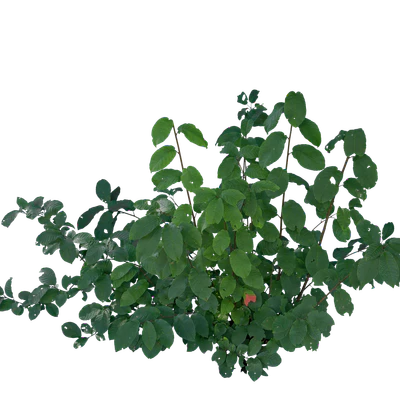 bushes s 028 — Descargar