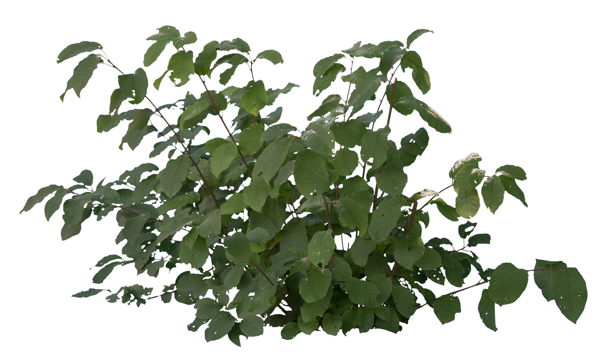 bushes s 029 — Descargar