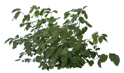 bushes s 029 — Descargar