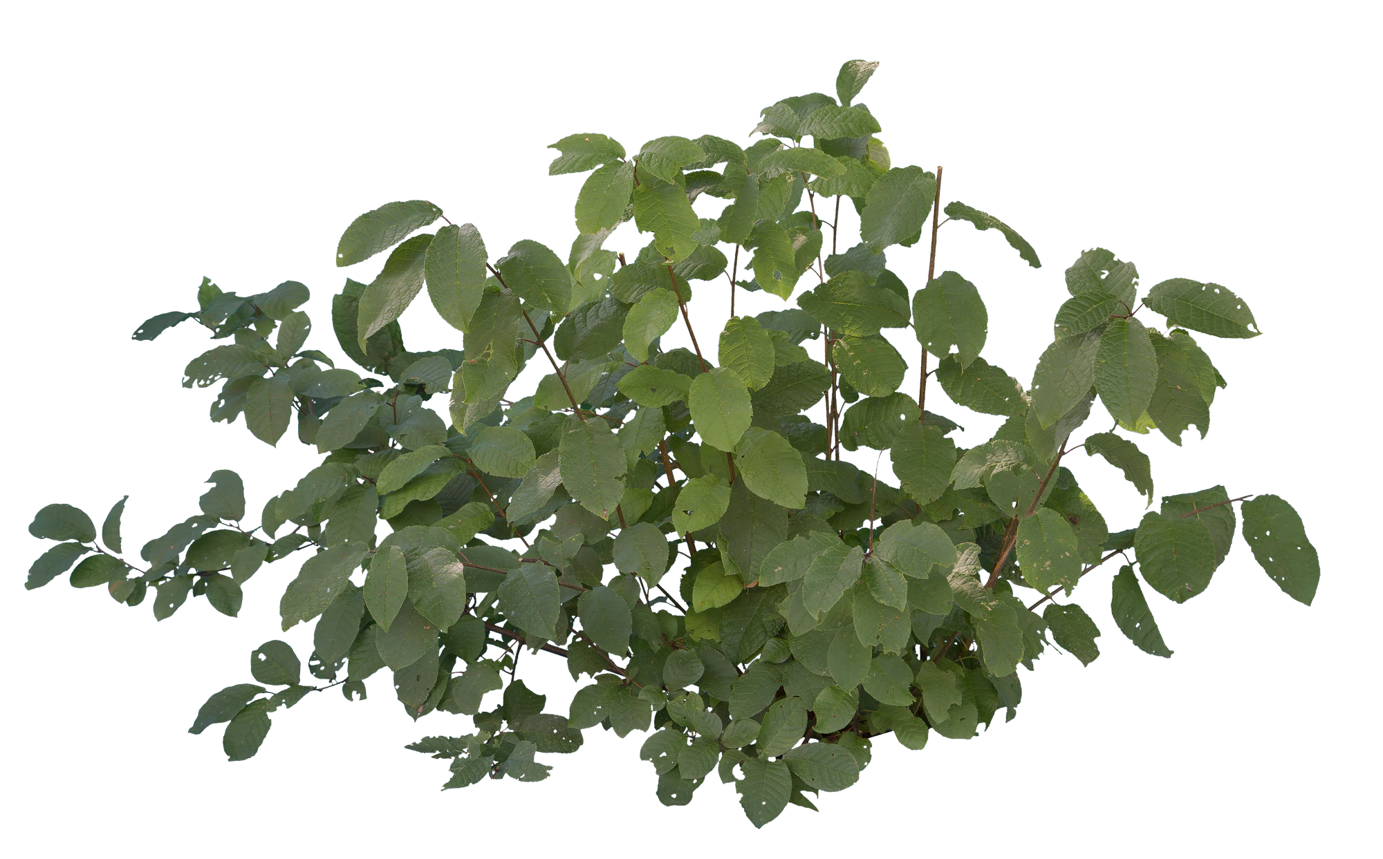 bushes s 030 — Descargar
