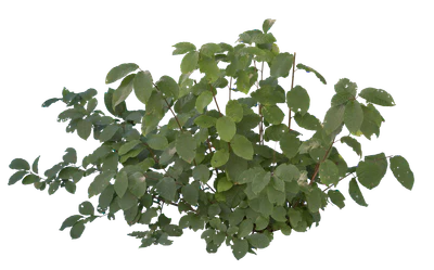 bushes s 030 — Descargar