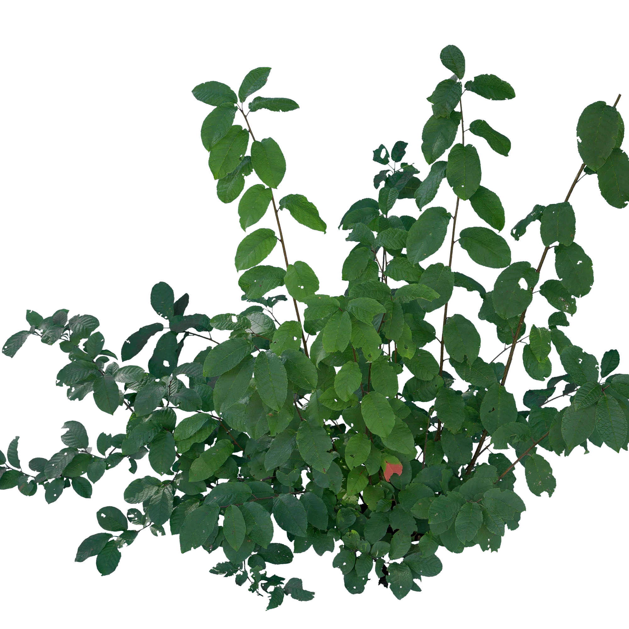 bushes s 031 — Descargar