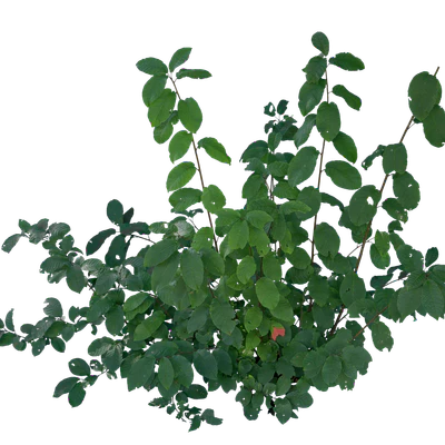 bushes s 031 — Descargar