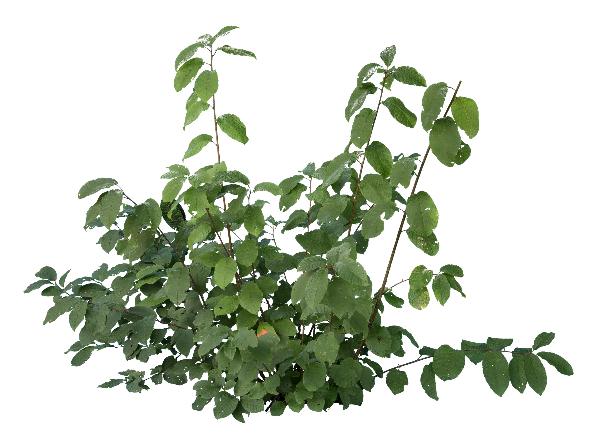 bushes s 032 — Descargar