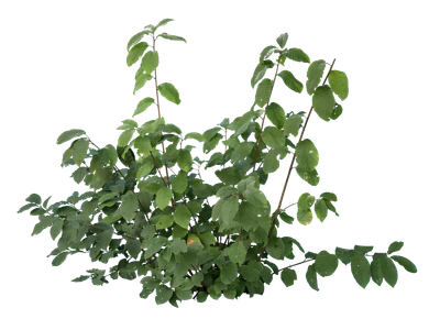 bushes s 032 — Descargar