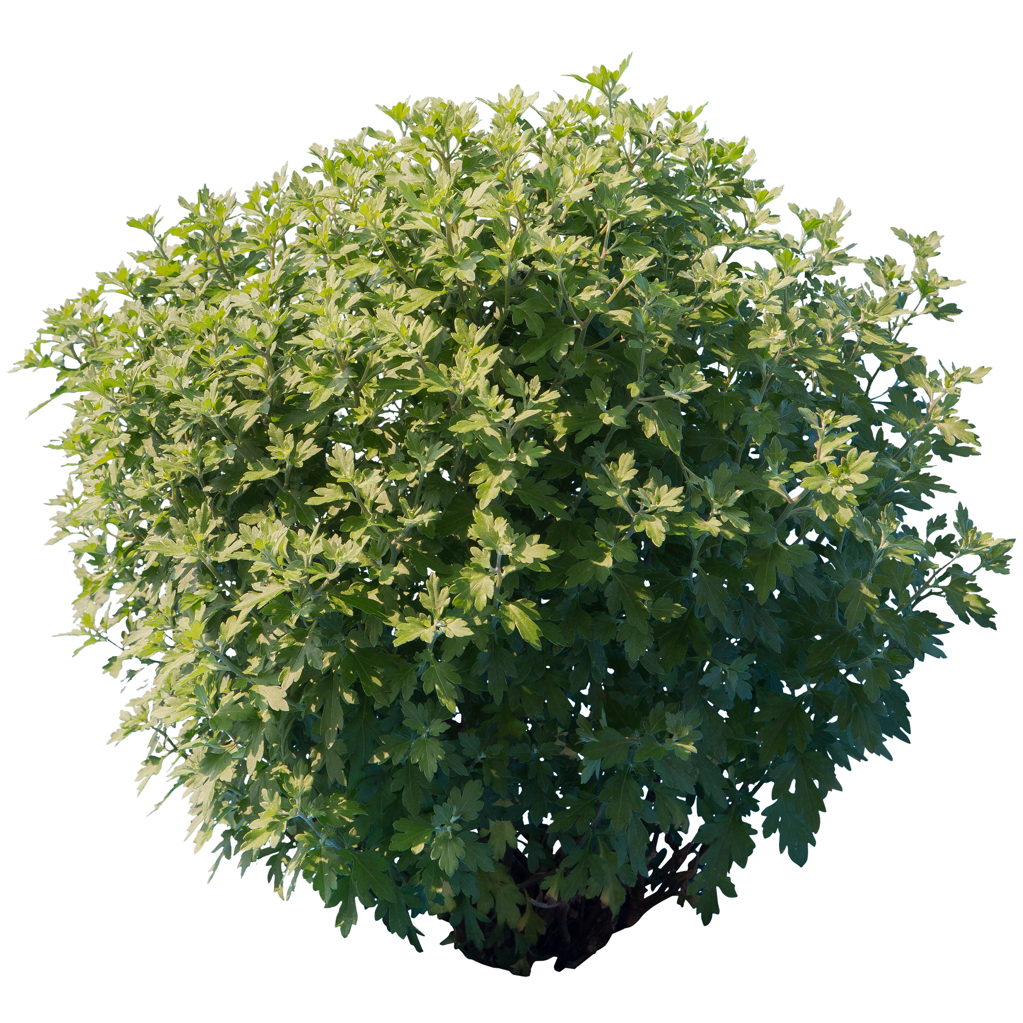 bushes s 033 — Descargar