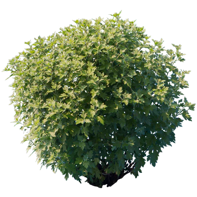 bushes s 033 — Descargar
