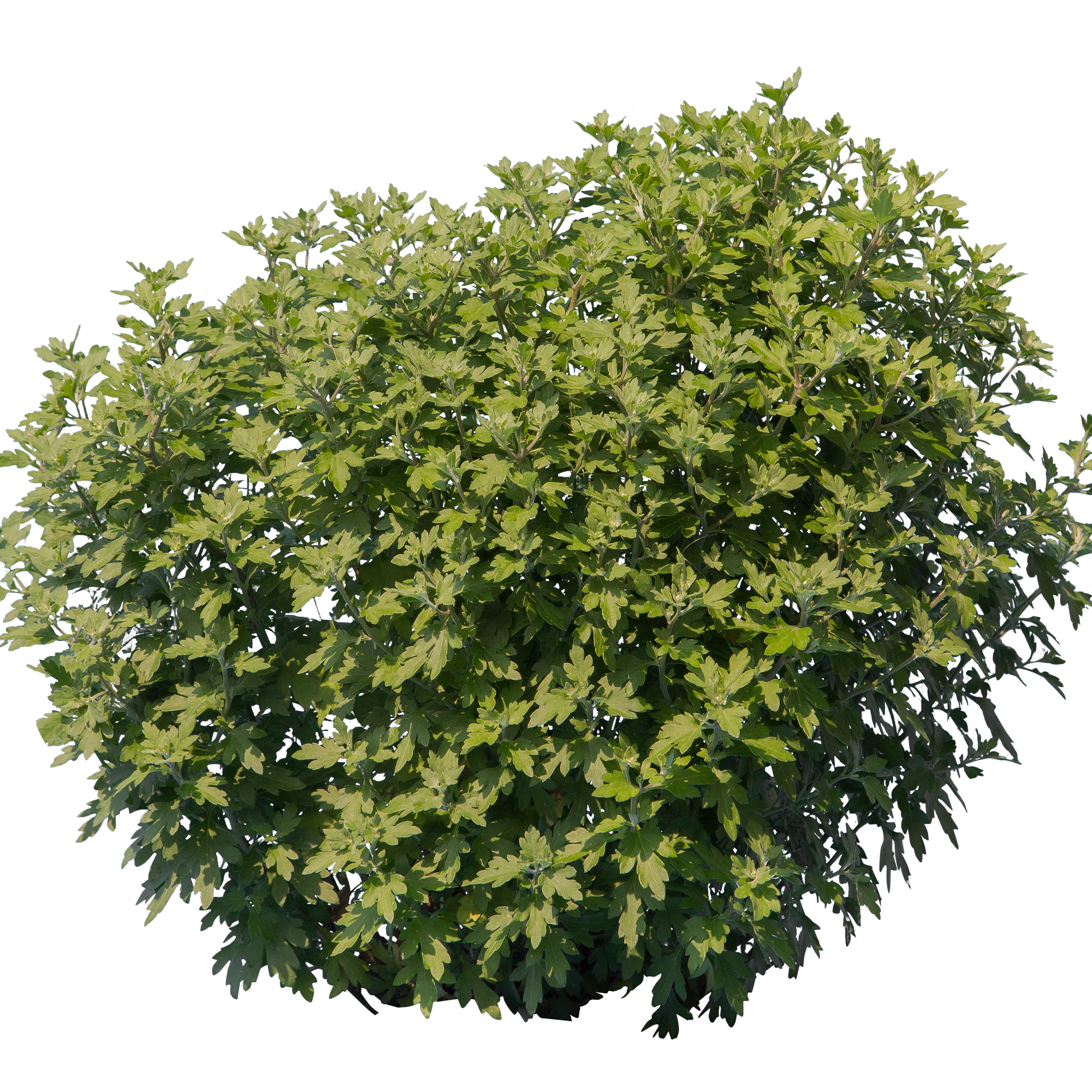 bushes s 034 — Descargar