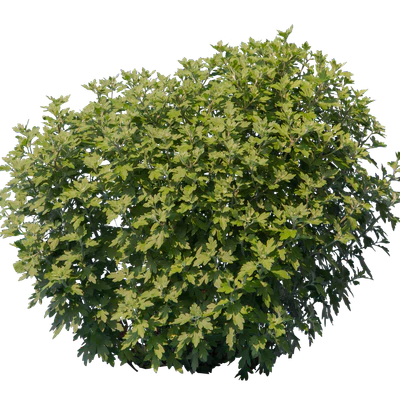 bushes s 034 — Descargar