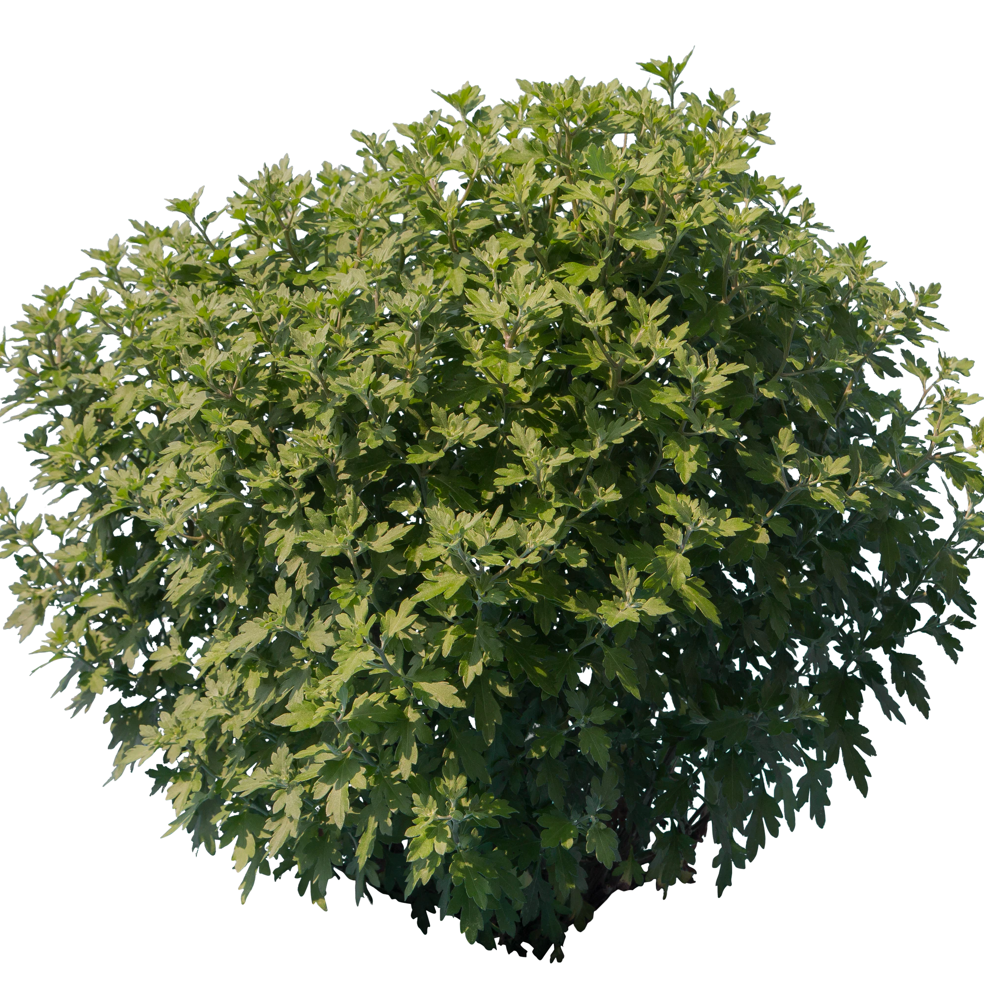 bushes s 035 — Скачать