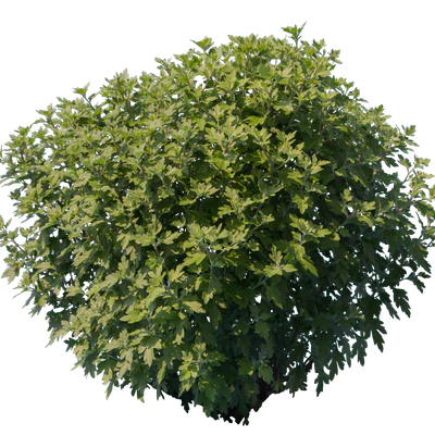 bushes s 035 — Скачать