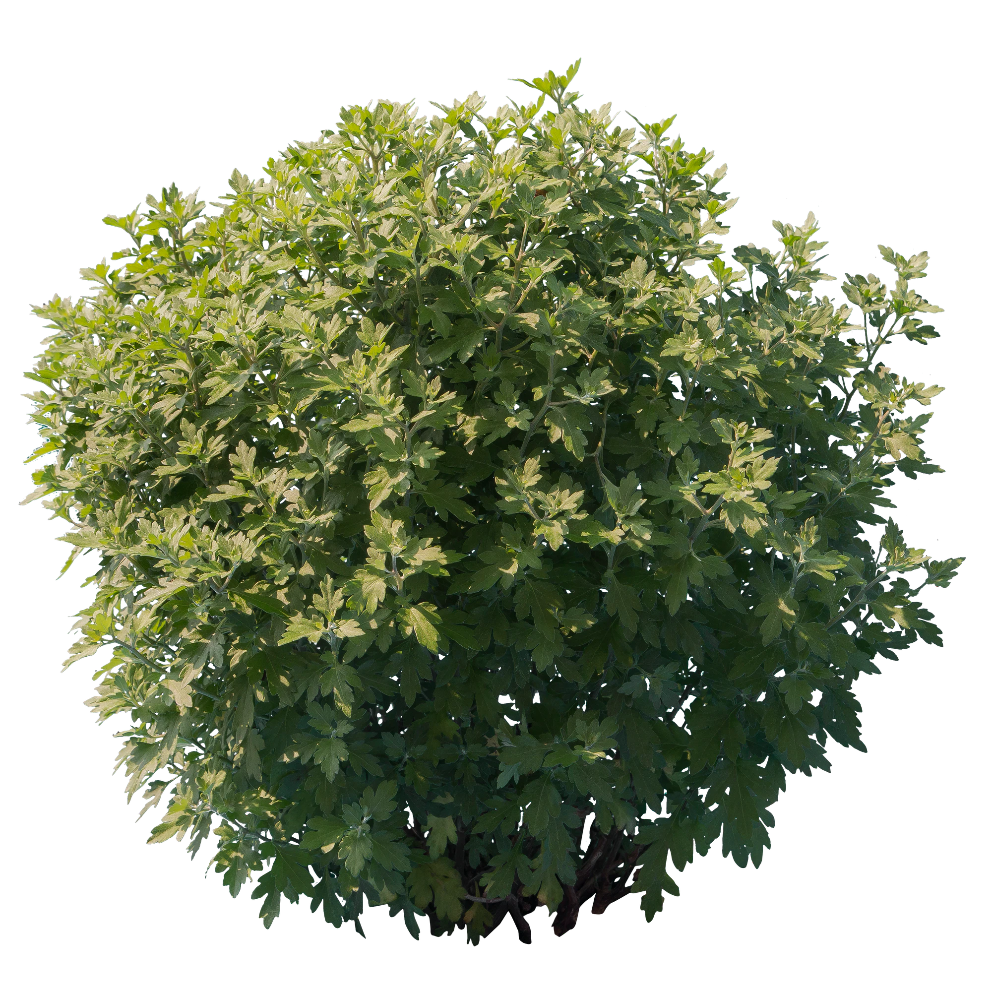 bushes s 036 — Скачать