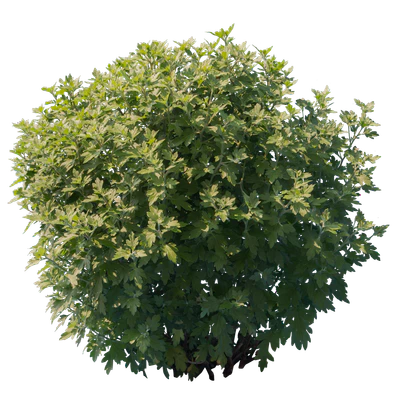 bushes s 036 — Скачать