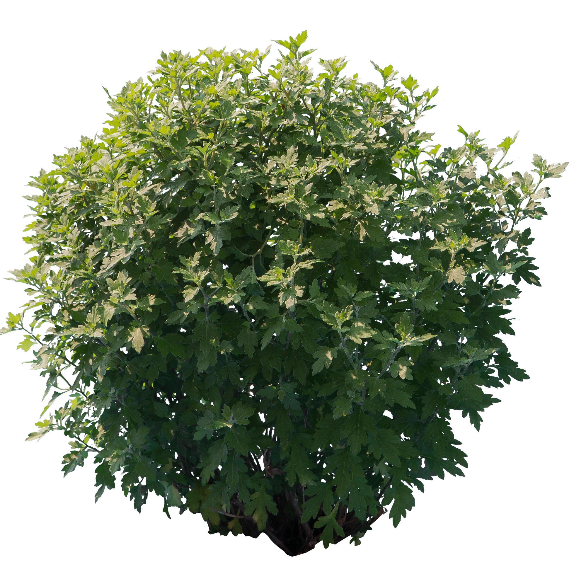 bushes s 037 — Descargar