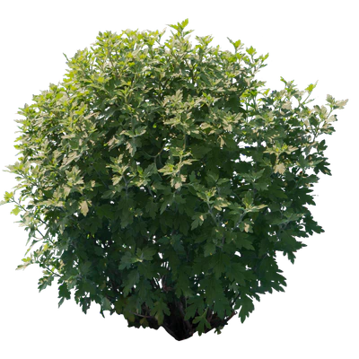 bushes s 037 — Descargar