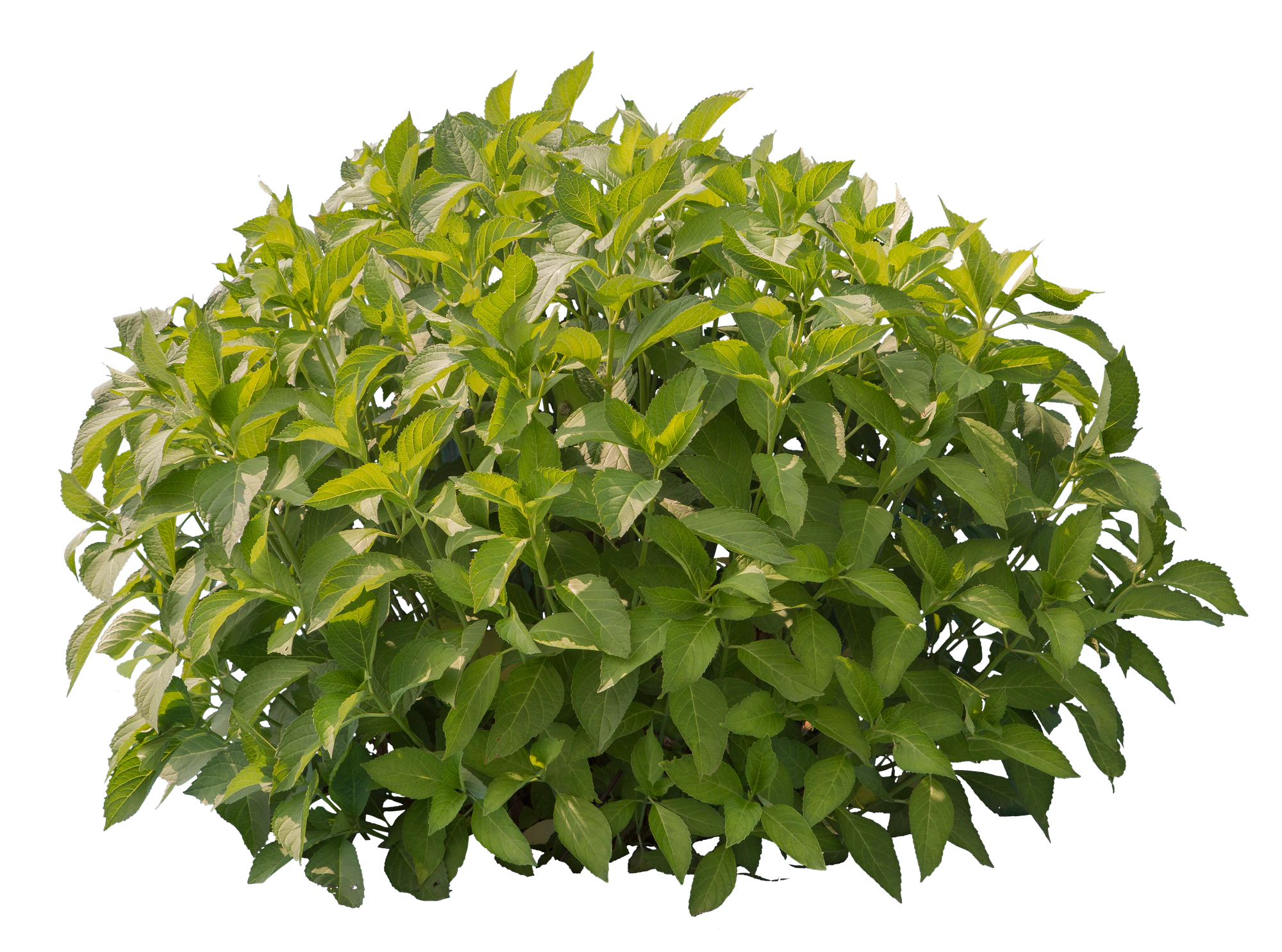 bushes s 039 — Descargar
