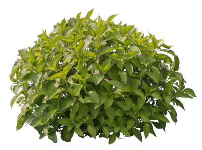 bushes s 039 — Descargar