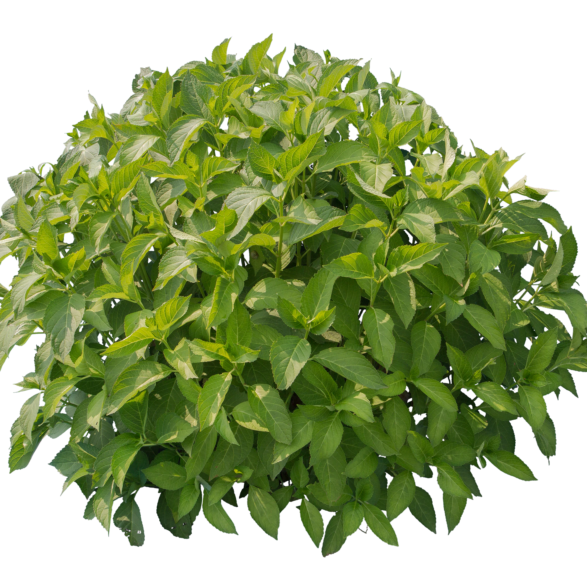 bushes s 040 — Download