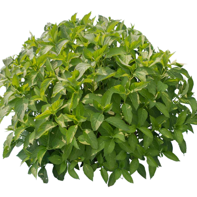 bushes s 040 — Download