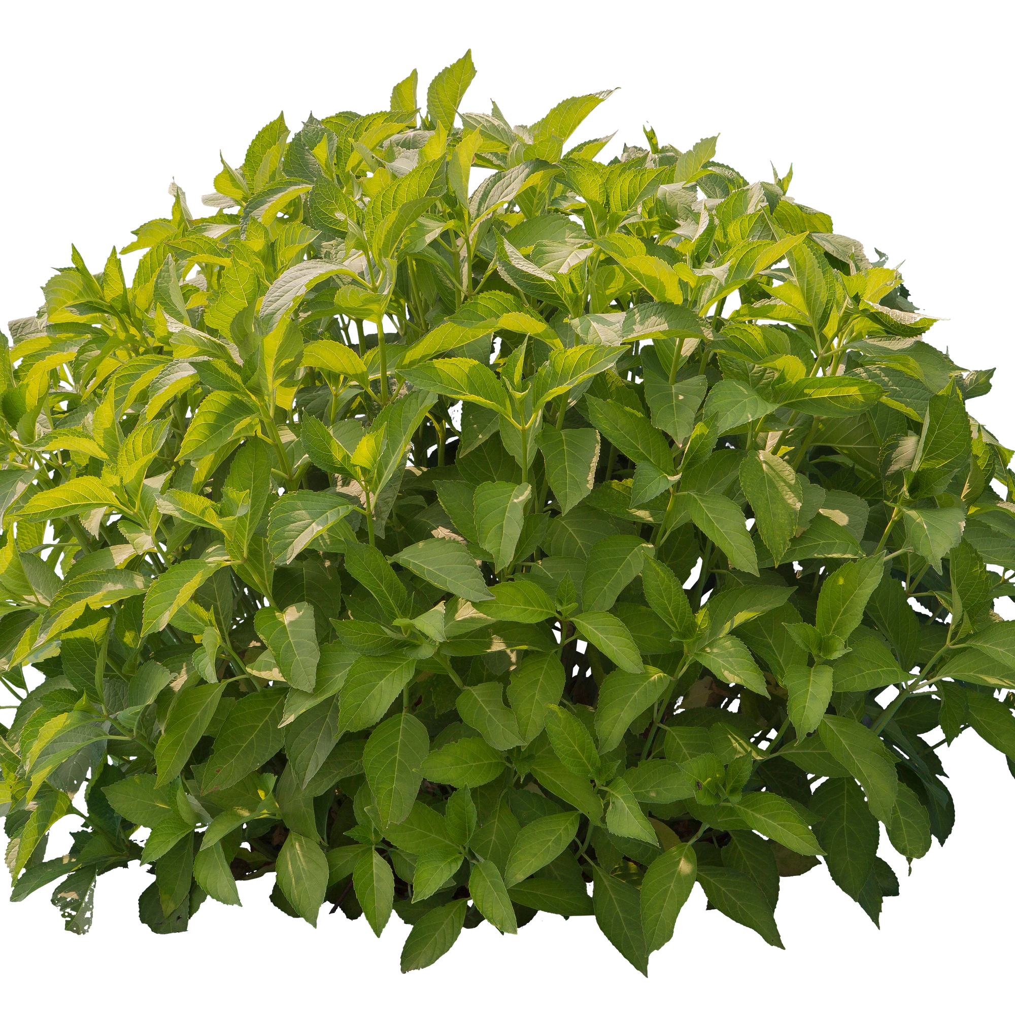 bushes s 041 — Descargar