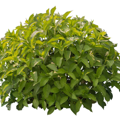 bushes s 041 — Descargar