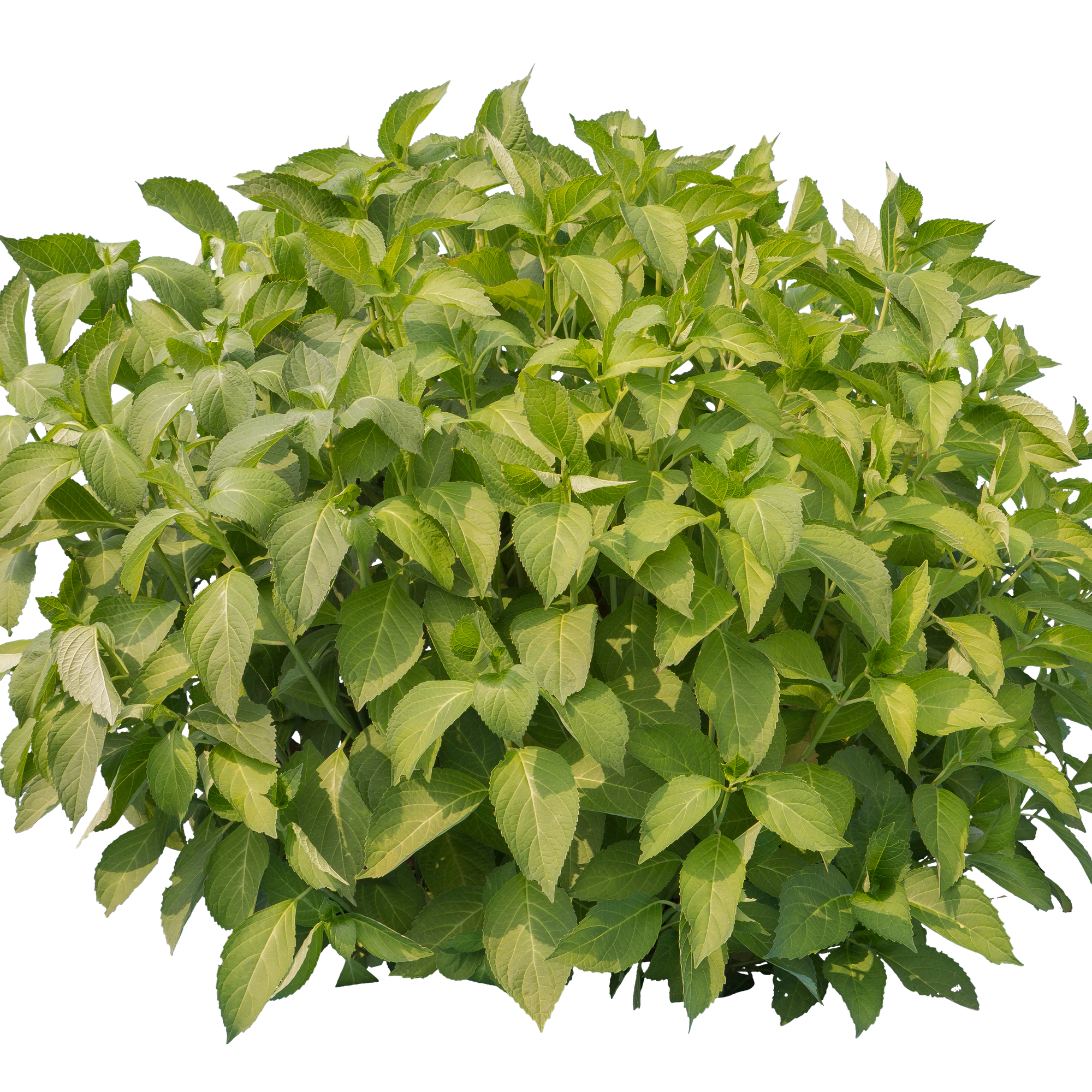 bushes s 042 — Descargar