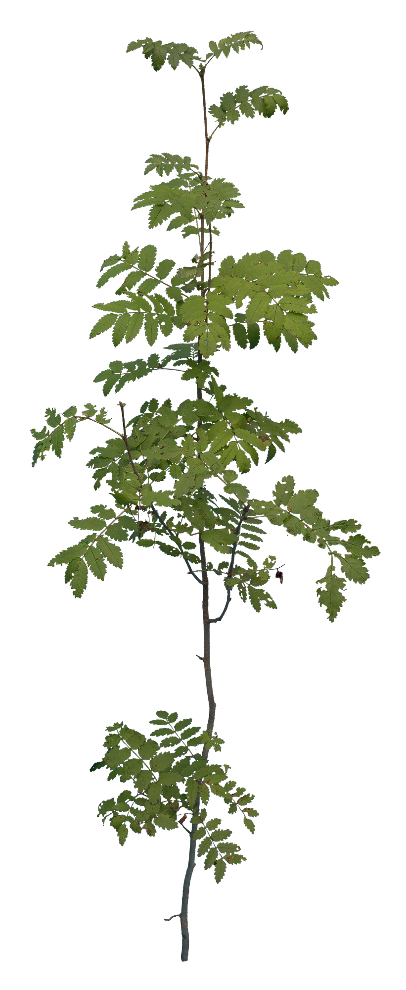 bushes s 045 — Скачать