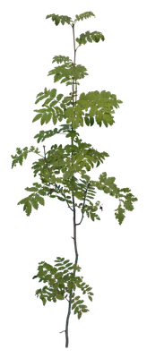 bushes s 045 — Скачать