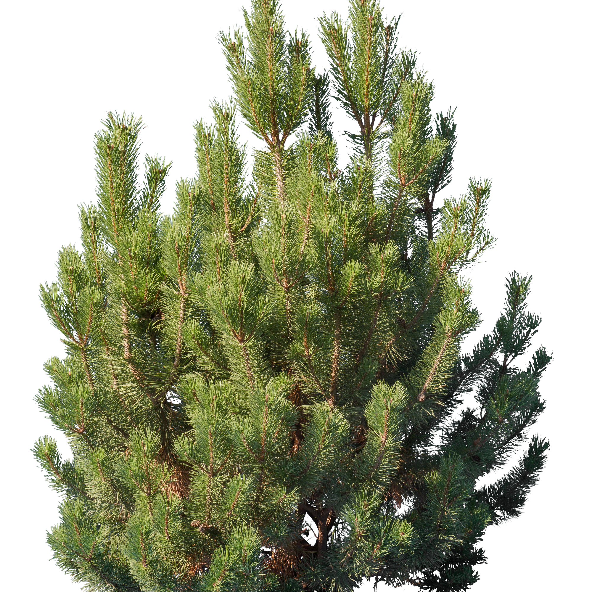 conifer 001 — Descargar
