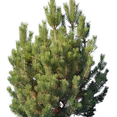 conifer 001 — Descargar