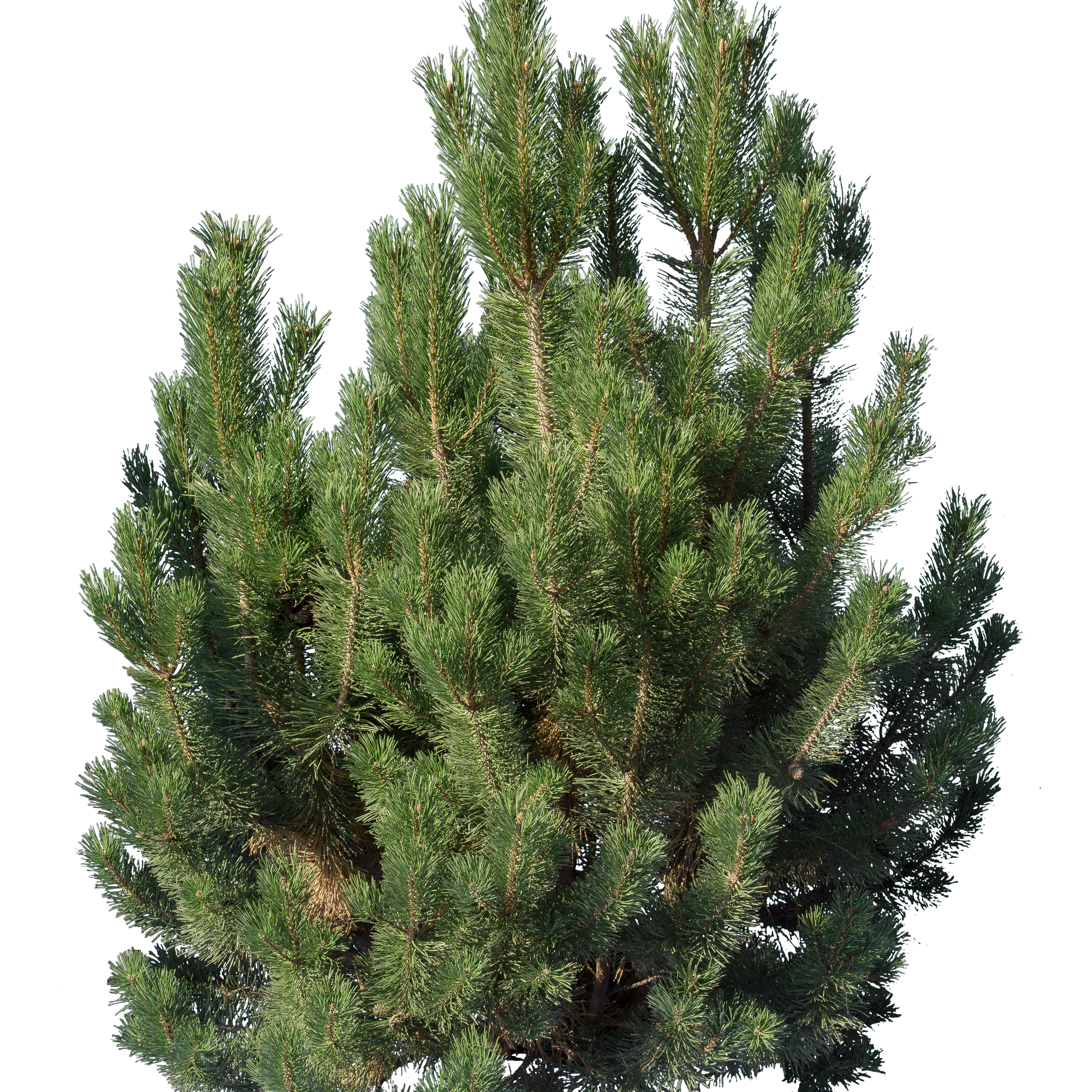 conifer 002 — Descargar