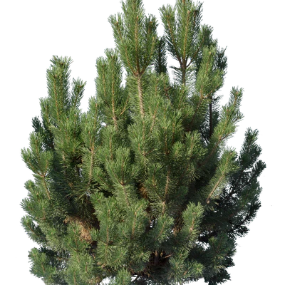 conifer 002 — Descargar