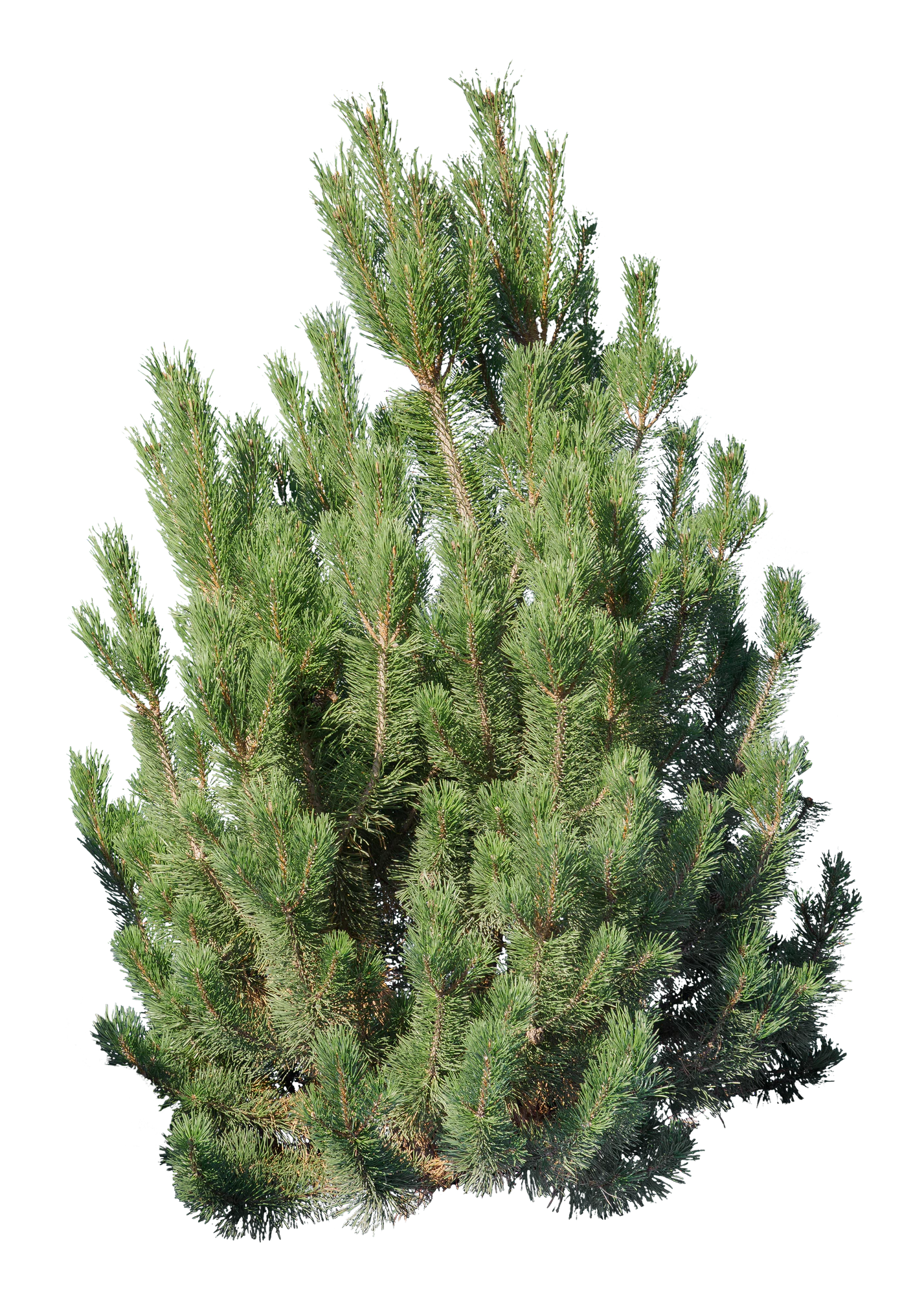 conifer 003 — Скачать