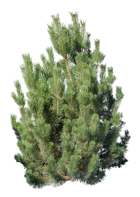 conifer 003 — Скачать